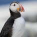 puffin_atlantic_msi_v_0816_can1845.jpg